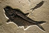 Green River Fossil Fish Mural with Large Diplomystus #382730-2